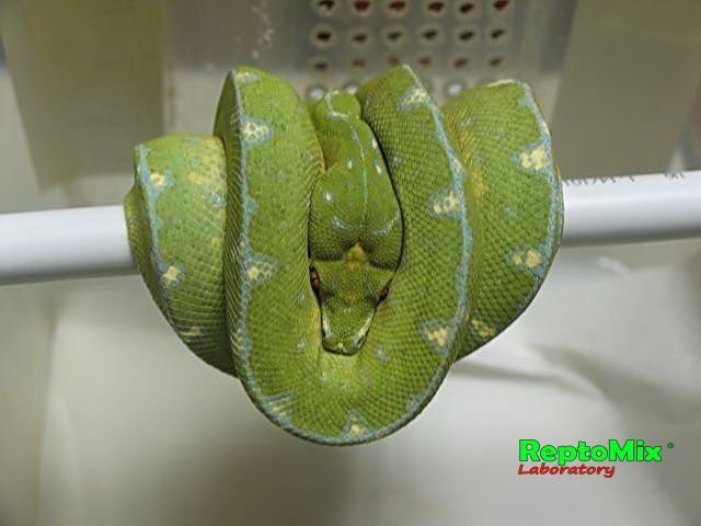 Зелёный питон Morelia viridis (Jayapura)