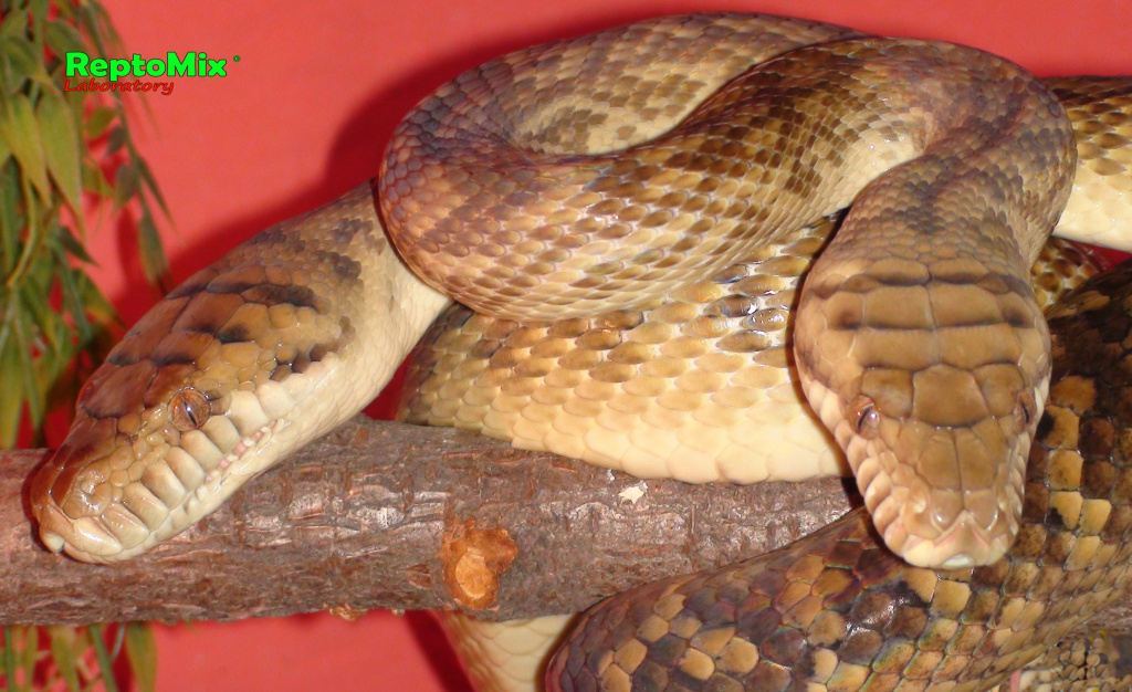 Аметистовый питон локалитет Мерауки Morelia ametistina (Merauky)