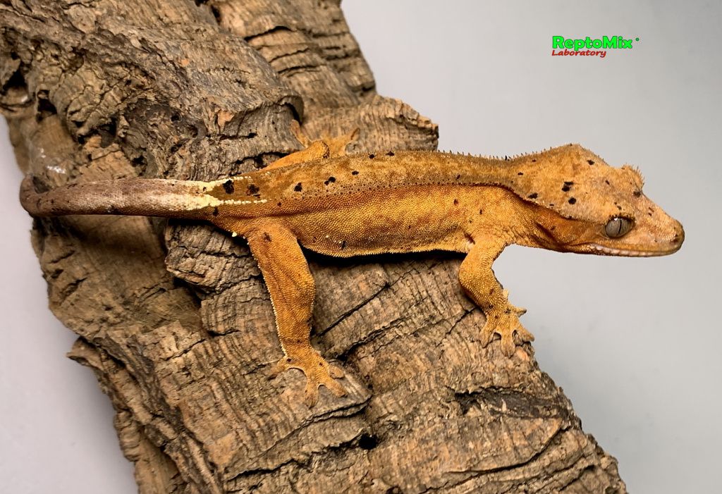 Реснитчатый новокаледонский геккон-бананоед Correlophus (Rhacodactylus) ciliatus (Harlequin Dalmatian; Extreme Harlequin Partail Pinstripe; Harlequin, Poss.Dalmatian, Poss.Extreme Harlequin,Poss.Flame; Dalmatian  )