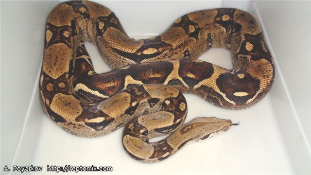 Императорский удав локалитет Колумбия Boa constrictor imperator (Columbia)