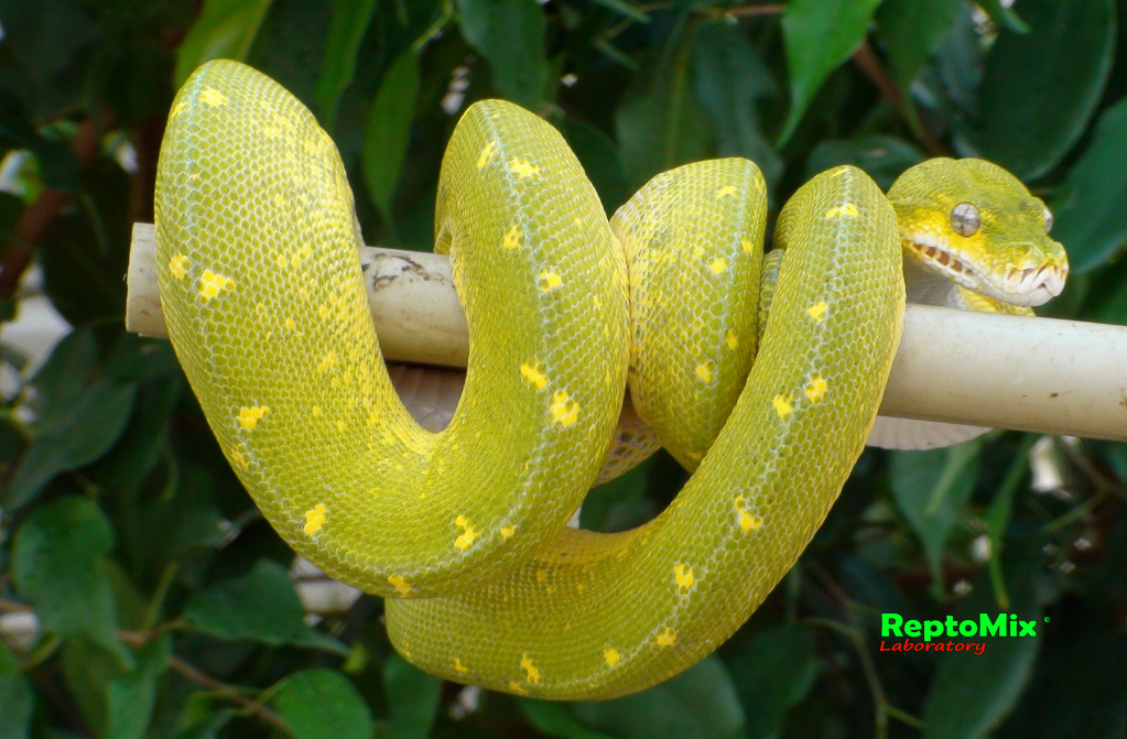 Зелёный питон Morelia viridis (Sorong) 