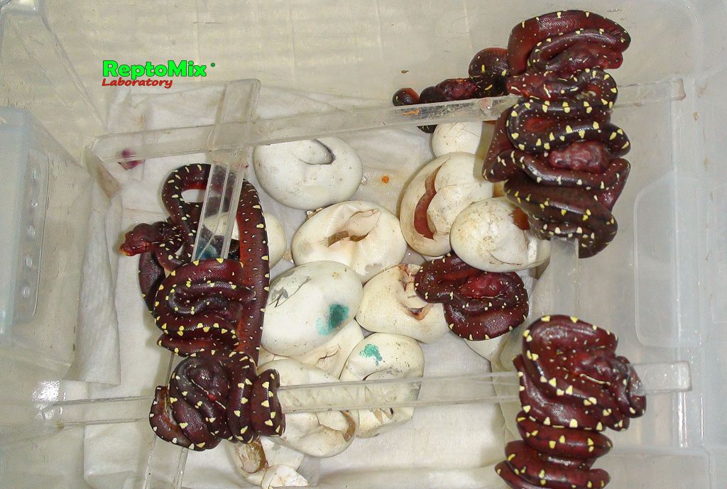 Зелёный питон локалитет Arfak Morelia viridis (Arfak)