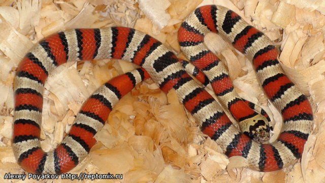 Мексиканская королевская змея Lampropeltis mexicana thayeri 