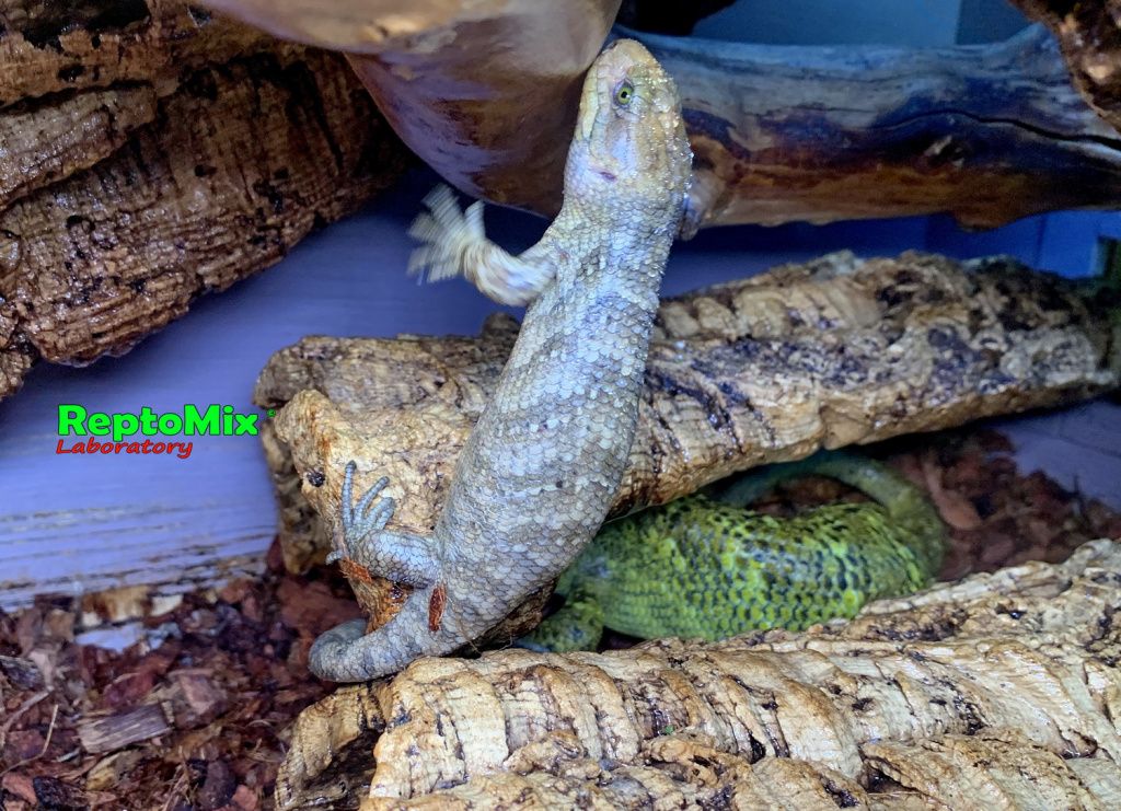 Гигантский цепкохвостый сцинк Corucia zebrata (Guadalcanal)