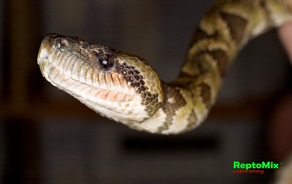 Мадагаскарский древесный удав Sanzinia madagascariensis 