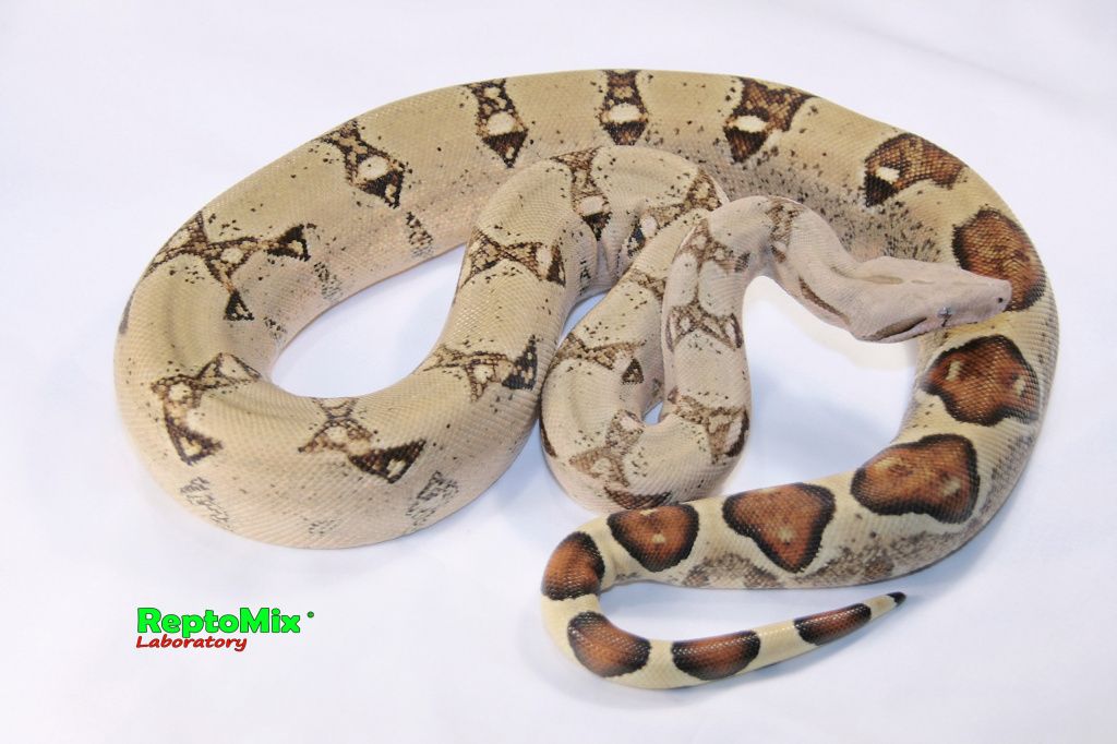 Императорский удав Boa constrictor imperator Blond albino T+ (White clean line)