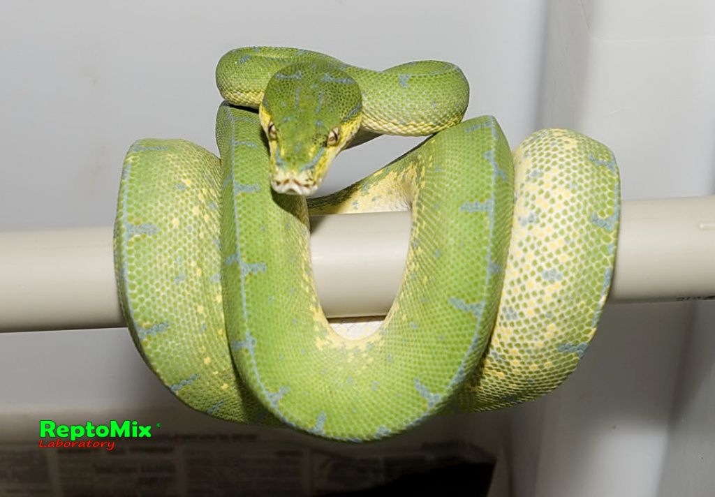 Зелёный питон Morelia viridis (Jayapura)