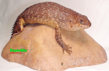 Австралийские колючехвостый сцинк Egernia stokesii zellingi