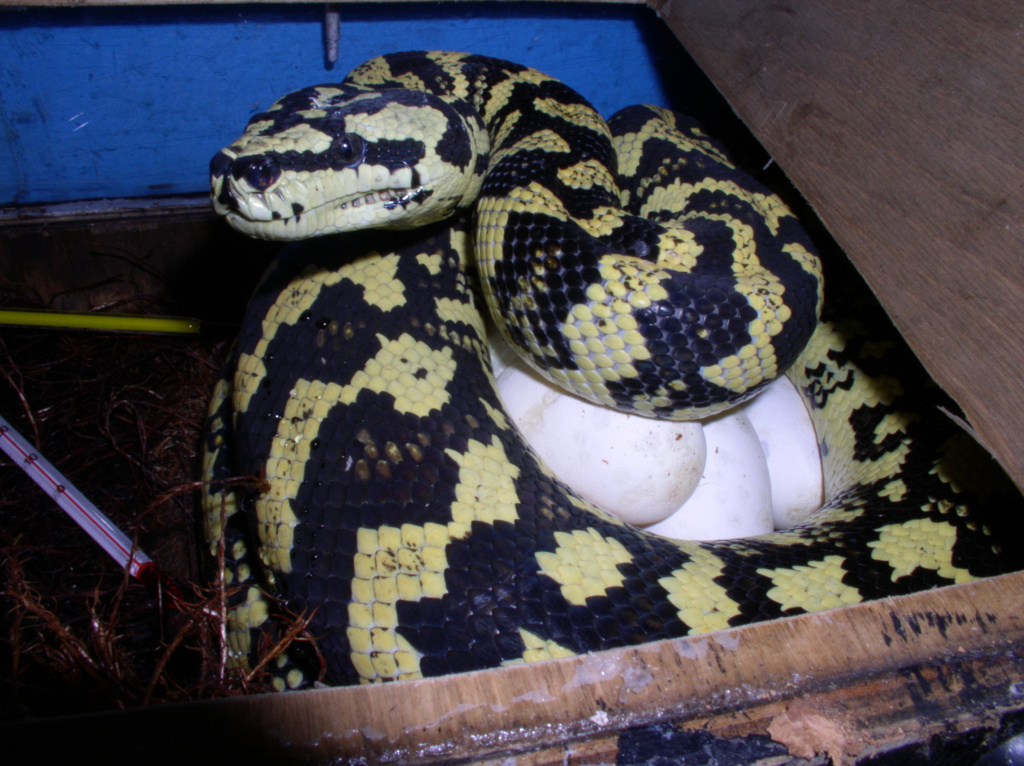 Ромбический питон Чейна  Morelia cheynei