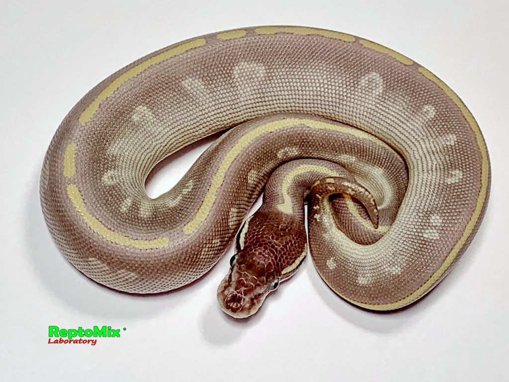 Королевский питон Python regius Purple Passion (Phantom,Mojave)