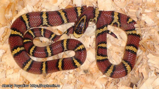 Полоз Леонарди Maculophis bellus chapaensis Sa Pa (Lao Cai,Vietnam)