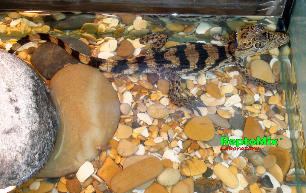 Крокодиловый кайман Caiman crocodilus