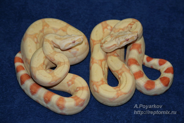 Императорский удав Альбинос линии Кахл Boa constrictor imperator Albino (Kahl)