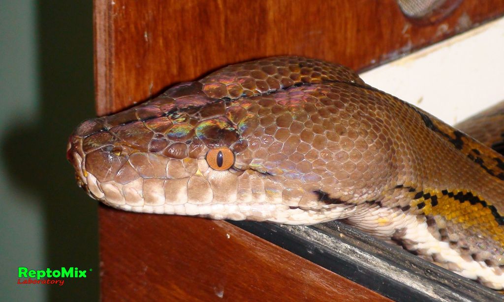 Сетчатый питон Python reticulatus (Java)