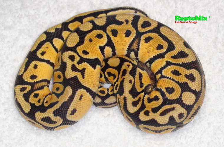 Королевский питон  Python regius Pastel Jungle 