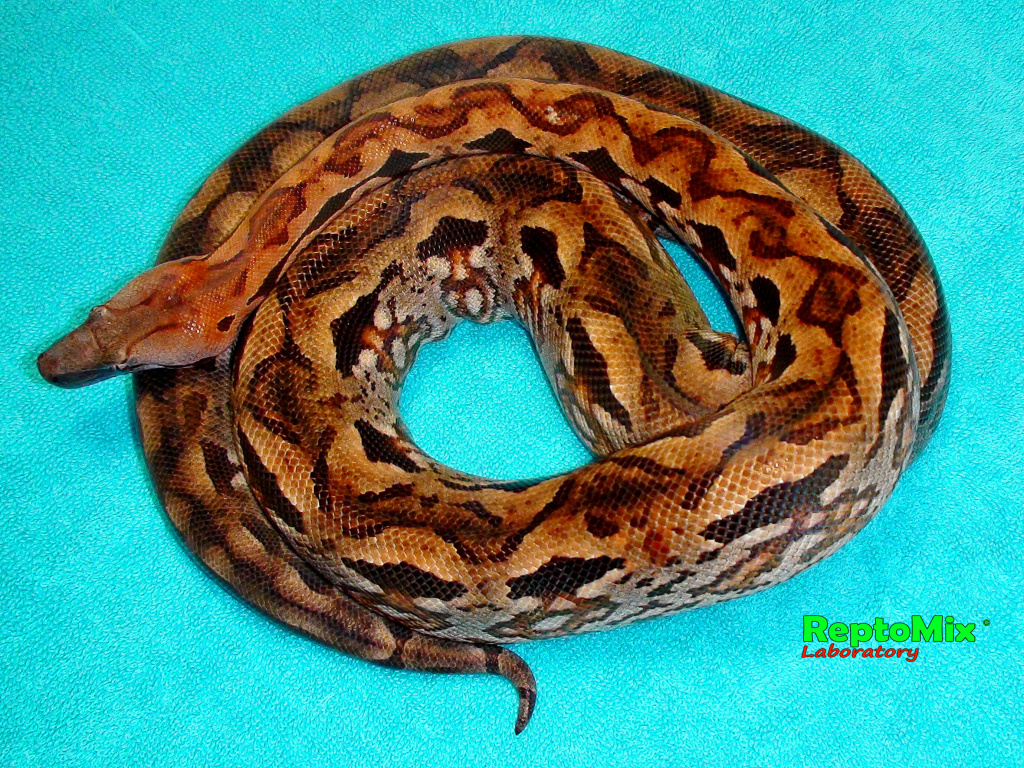 Мадагаскарский земляной удав Acrantophis madagascariensis 