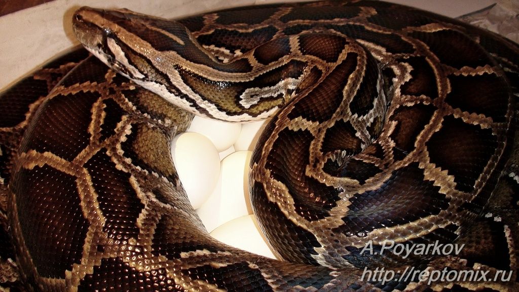 Темный тигровый питон  Python molurus bivittatus