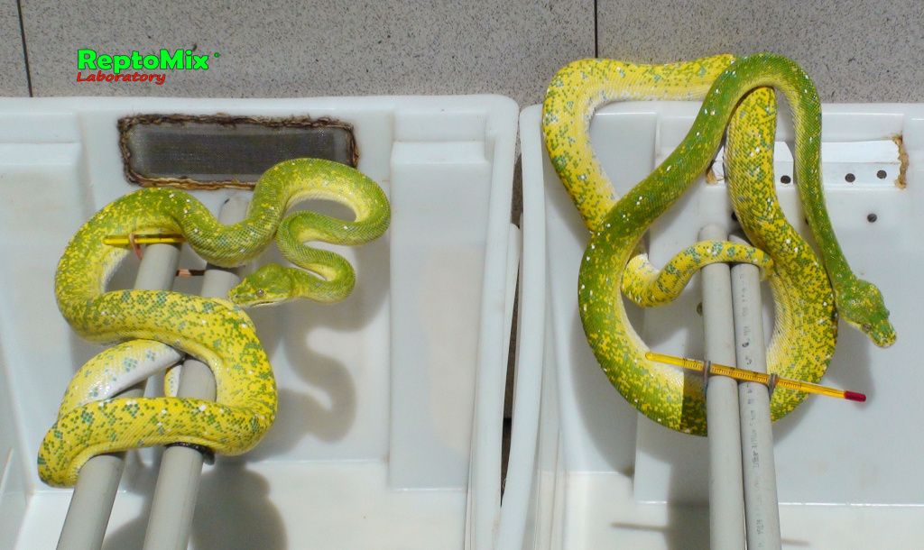 Зелёный питон (Aru x Biak var."Lemon Tree") Morelia viridis (Aru x Biak var."Lemon Tree")