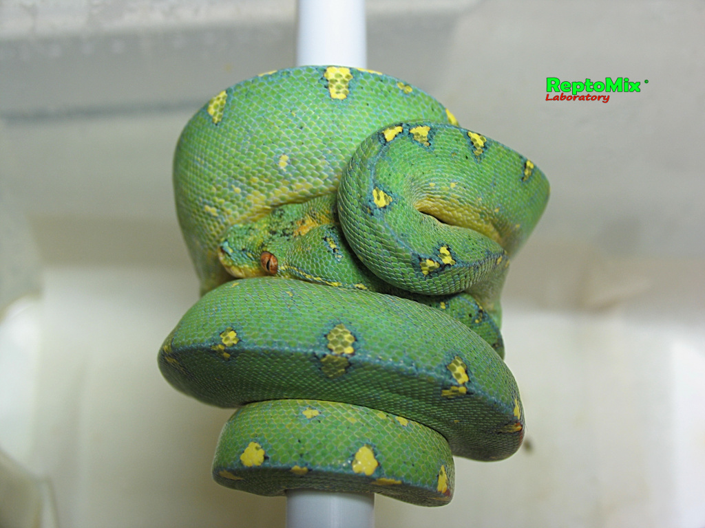 Зелёный питон локалитет Arfak Morelia viridis (Arfak)