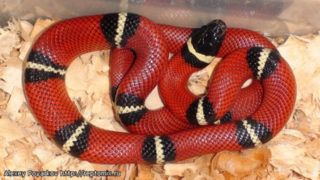 Синалойская молочная змея  Lampropeltis triangulum sinaloae
