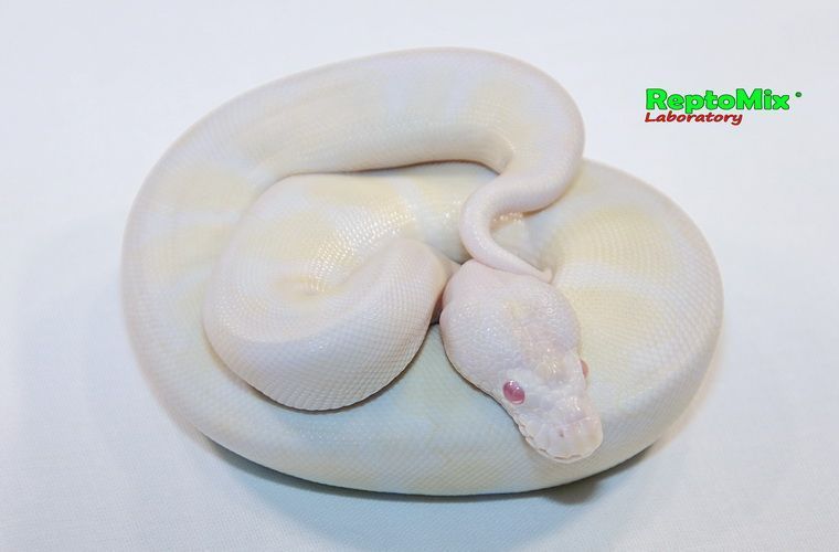 Королевский питон Python regius Snow (Albino Axanthic VPI) 