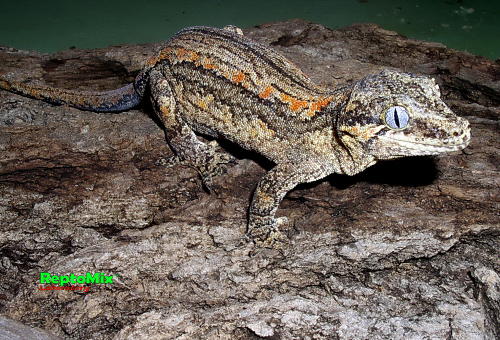 Ушастый новокаледонский геккон Rhacodactylus auriculatus