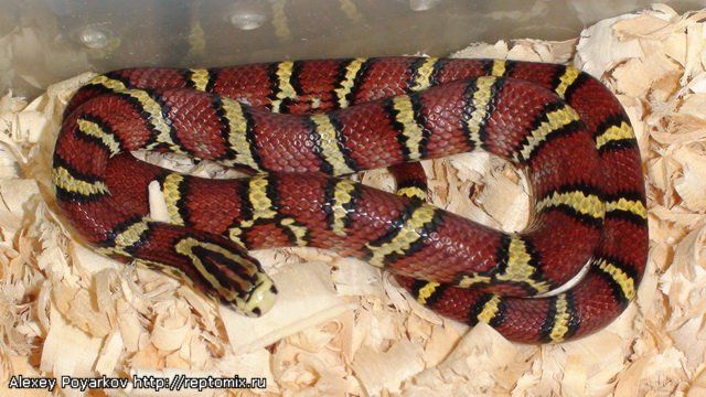 Полоз Леонарди Maculophis bellus chapaensis Sa Pa (Lao Cai,Vietnam)