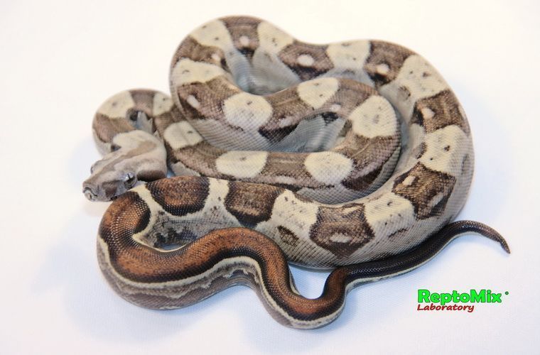 Императорский удав Motley (Colombian) Blond albino (Max Caramel albino T+) 