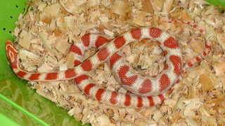 Маисовый полоз  Pantherophis guttatus "Candycane" 