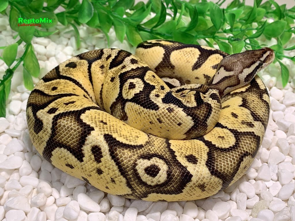 Королевский питон Super pastel, Axanthic (VPI),100% Het.Albino