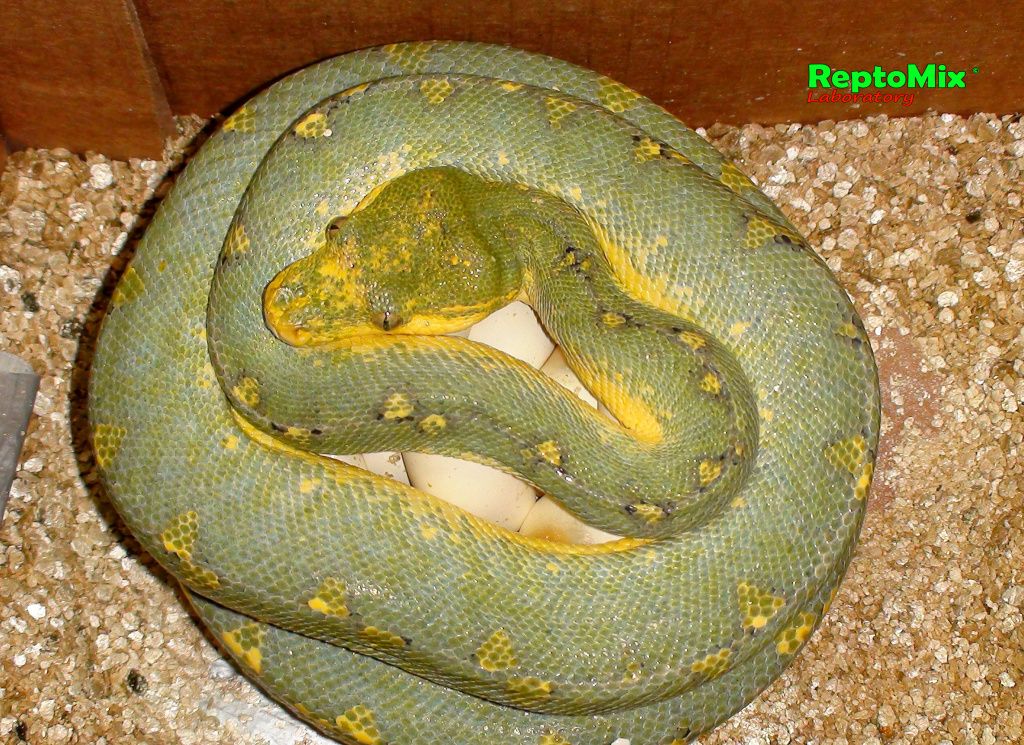Зелёный питон локалитет Arfak Morelia viridis (Arfak)
