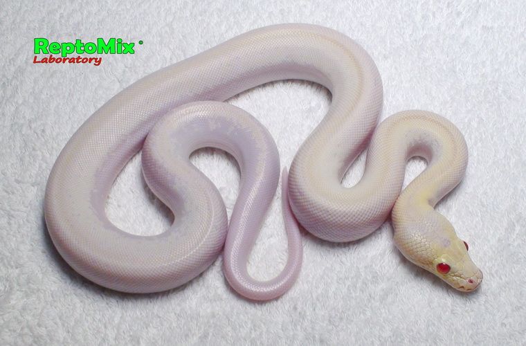 Темный тигровый питон Альбино Ивори Python molurus bivittatus Albino Ivory-Platinum