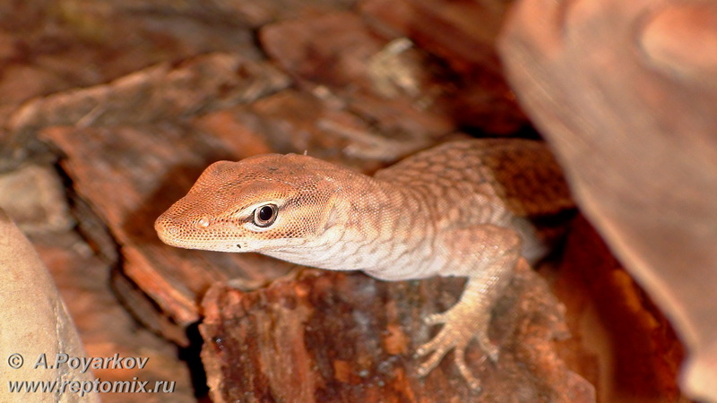 Черногорловый варан Шлегеля Varanus tristis tristis