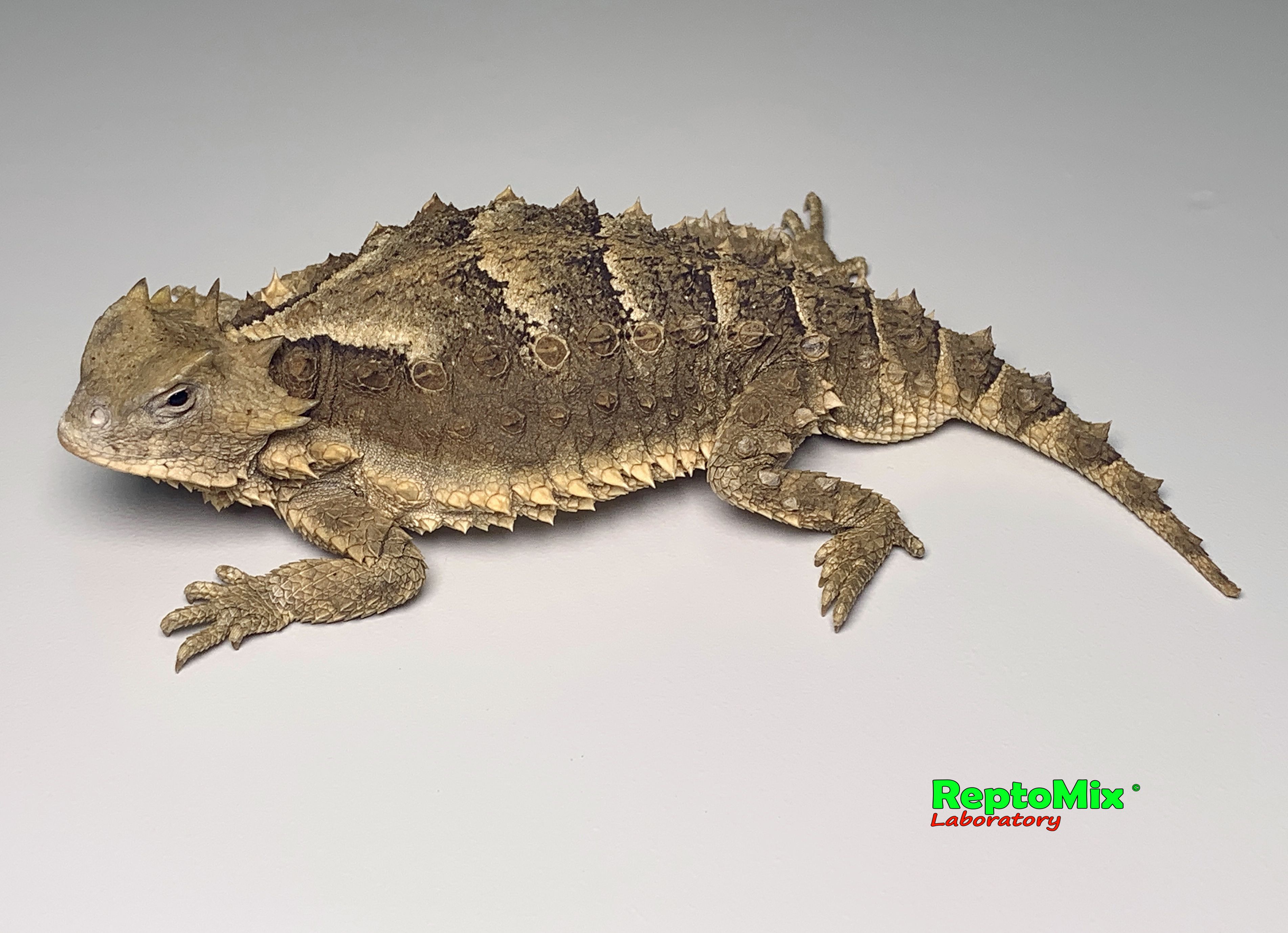 Гиганская жабовидная ящерица Phrynosoma asio 