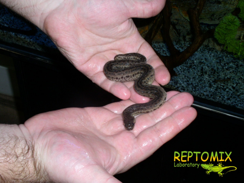 Змея-слоновый хобот Acrochordus javanicus