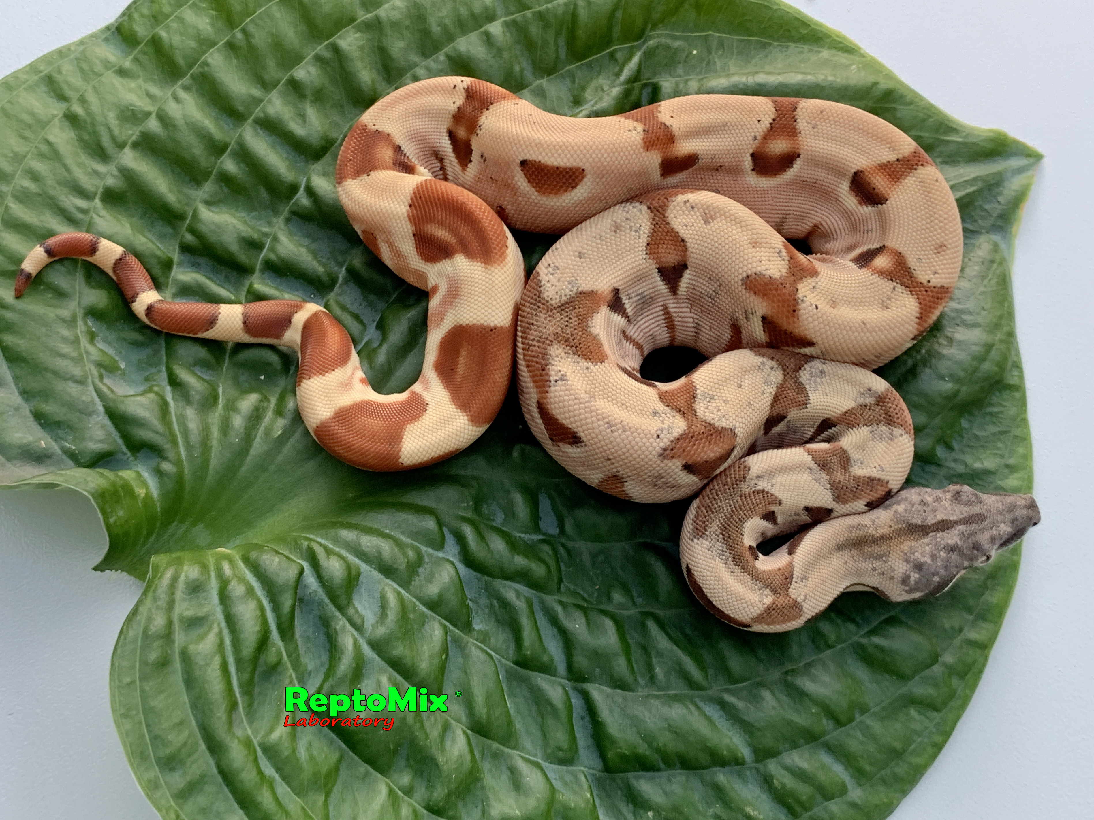 Императорский удав Гипо, Джангл  Boa constrictor imperator Salmon Boa constrictor imperator Salmon Hypo Jungle  (Cross Red Salmon Scarlet Х Jungle(Original Swedish line)