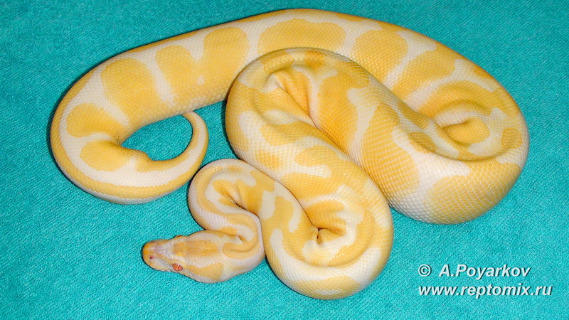 Королевский питон Python regius Albino Het. Axanthic VPI 