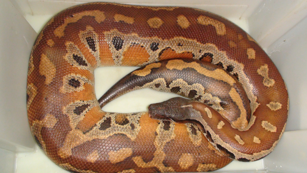Короткохвостый питон Python сurtus brongersmai (Northen Sumatra) 
