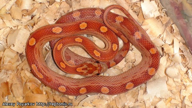 Маисовый полоз Pantherophis guttatus  "Motley" 