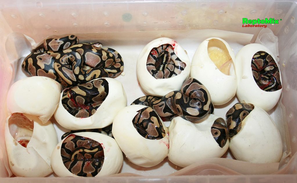 Королевский питон Python regius (normal) 