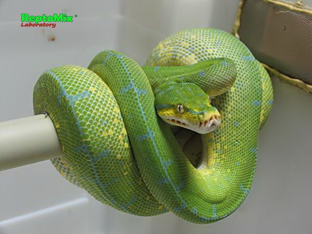Зелёный питон Morelia viridis (Jayapura)