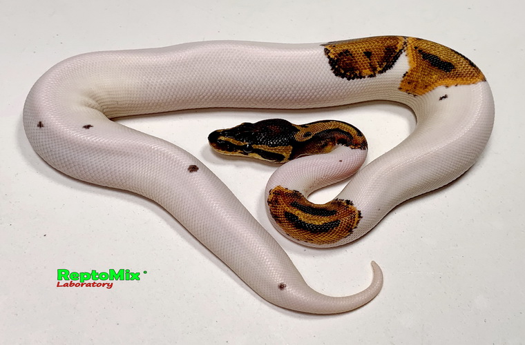 Королевский питон Python regius  Piebald Pastel