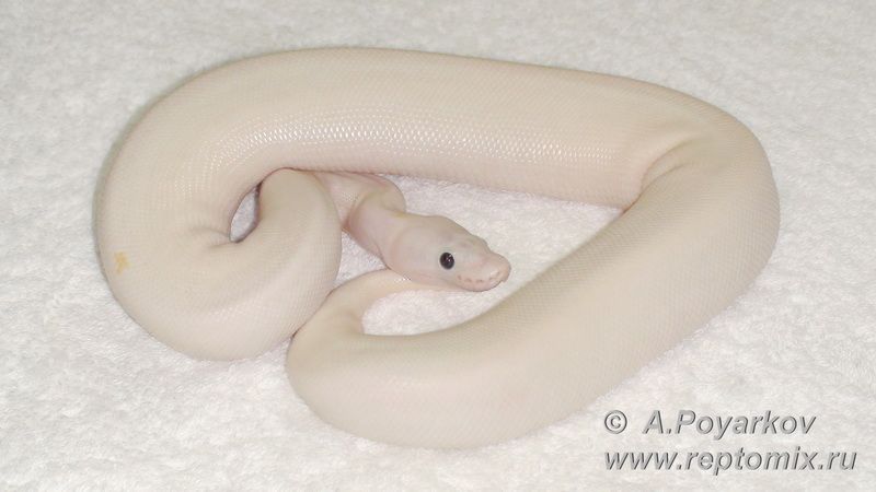 Королевский питон Python regius Super Fire (Black Eyed Leucistic)