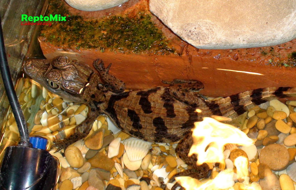 Крокодиловый кайман Caiman crocodilus