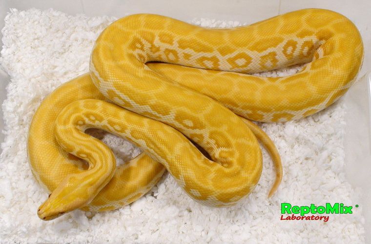 Темный тигровый питон Перл Python molurus bivittatus Perl (Albino Hypo), Het.Granit