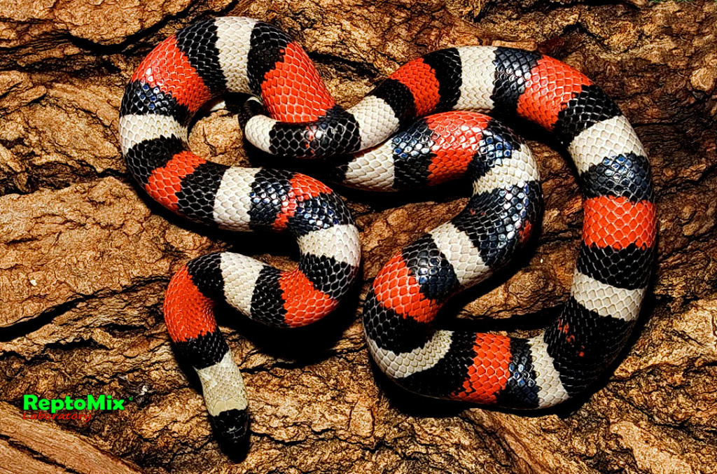 Молочная змея Кембела Lampropeltis triangulum campbelli 