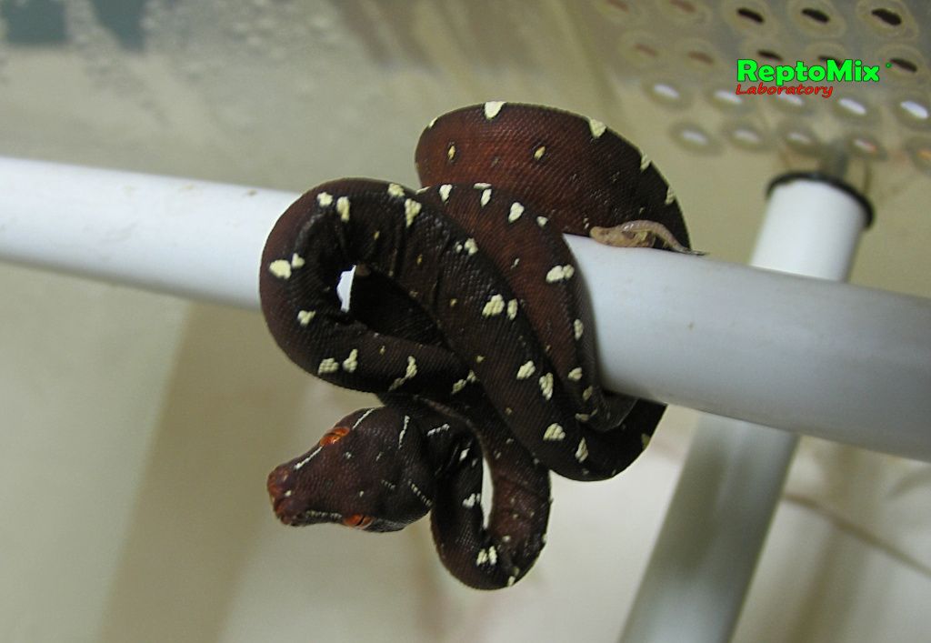 Зелёный питон Morelia viridis (Lereh)