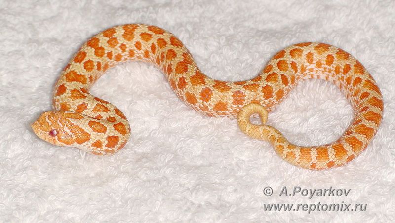 Свиноносая змея Альбинос  Heterodon nasicus Red Albino