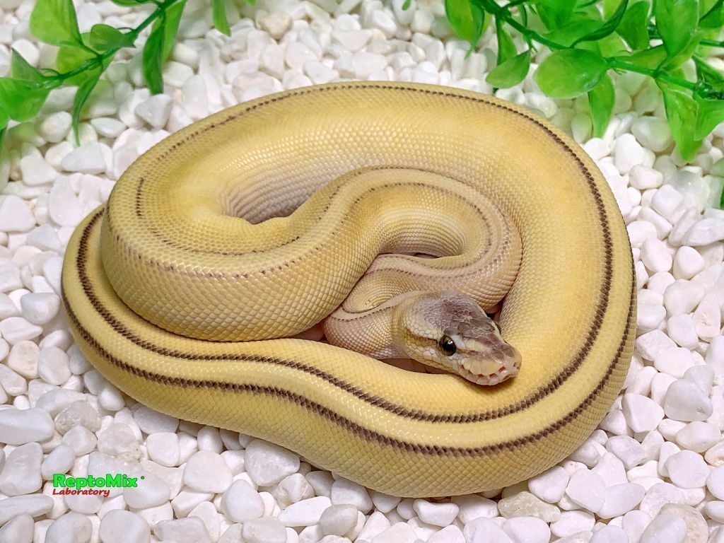 Королевский питон Python regius Super Pastel, Butter, Genetic Stripe