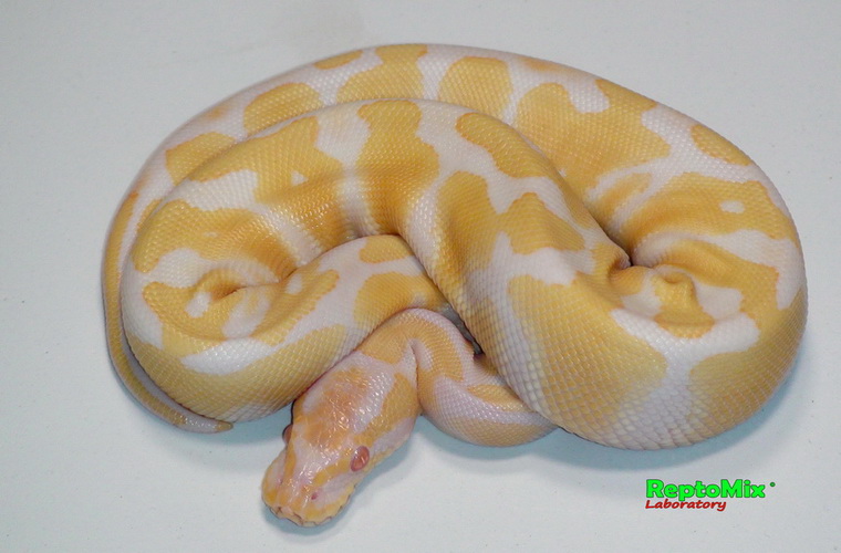 Королевский питон Python regius Albino Het. Axanthic VPI 